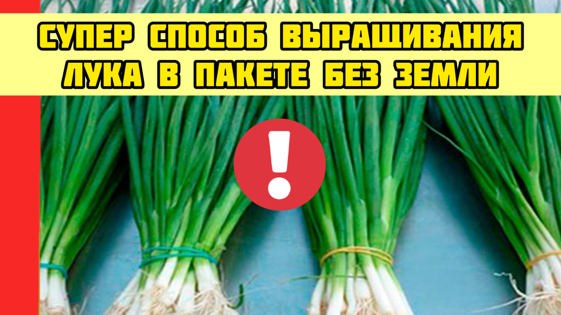 СУПЕР СПОСОБ ВЫРАЩИВАНИЯ ЛУКА В ПАКЕТЕ БЕЗ ЗЕМЛИ!