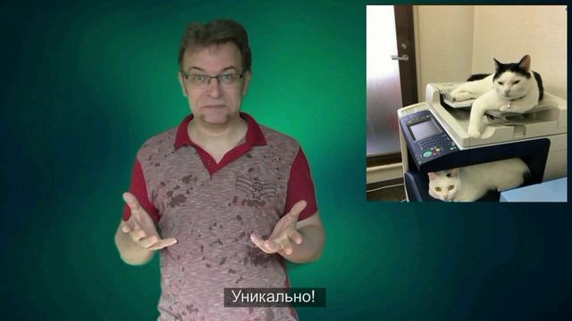 Кошки против стресса