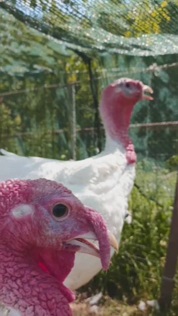 Мир глазами удивленного индюка