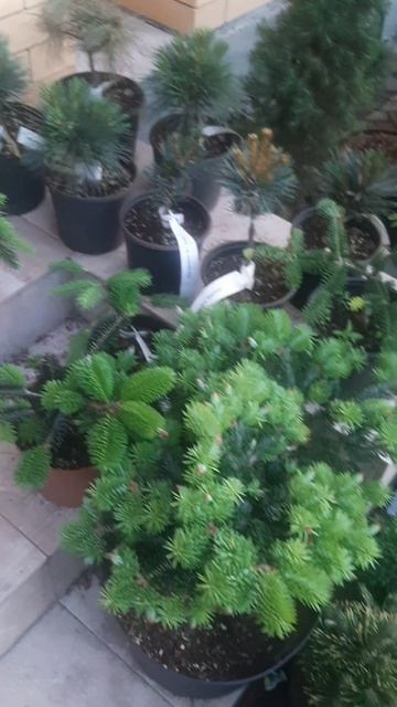 ❤🌲Обзор хвойной красоты
✔Продажа растений в макс и телеграм канале: Https://t.me/love_is_hvoiny_dvor