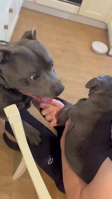 When The Dog First Saw The Reaction Of Its Child😂😂#funny #funnyvideos #dog#foryou#dogsofyoutube