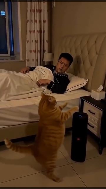 Даммммм... Ситуация с котом😁