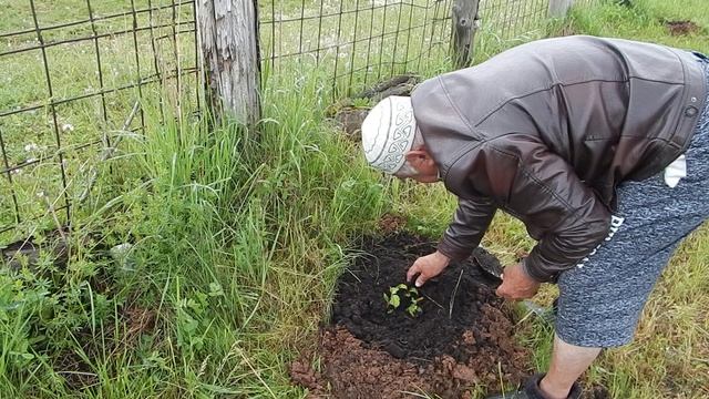 Сливы пересаживаю на постоянное место посеянных осенью