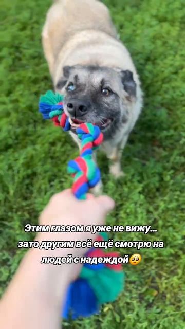 Стив ищет дом. Москва