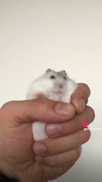 танцующий хомяк