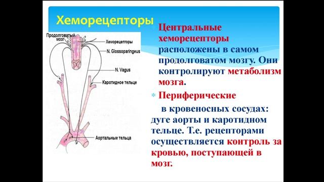 Физиология дыхания-Урок-2