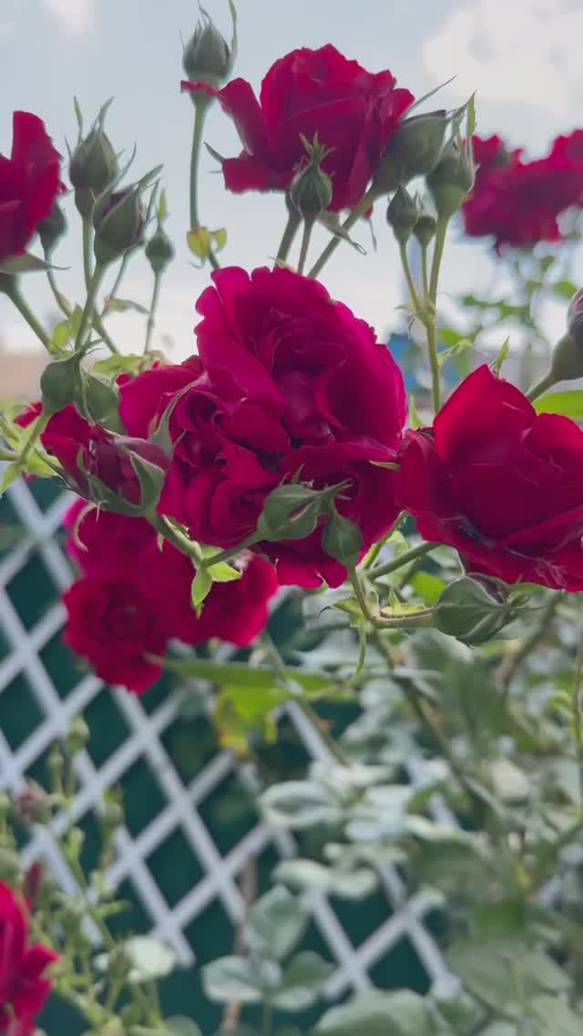 Огненная Симпати🌺Зацветает