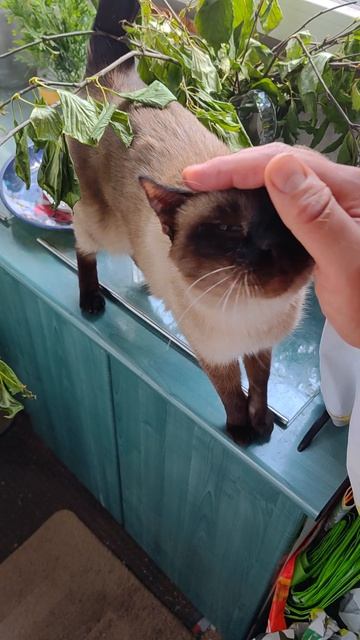 Сиамская кошка