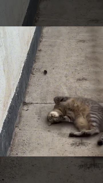 26198.mp4