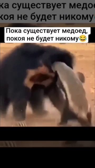 Моё тотемное животное)))