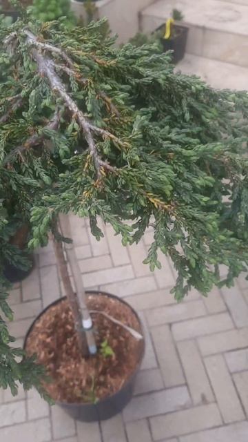 ❤🌲Можжевельник Зил на штамбе
✔Продажа растений в макс и телеграм канале: Https://t.me/love_is_hvoiny