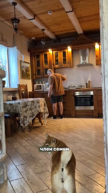 Собака в путешествиях - проблема? Как вы путешествуете с собаками, поделитесь в комментариях)