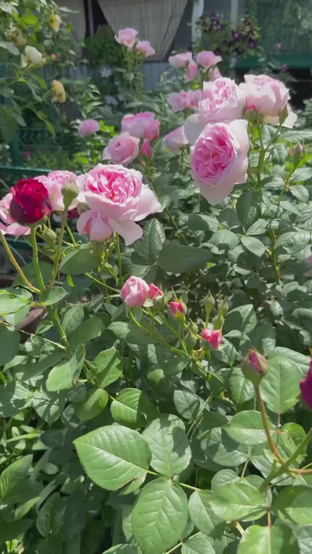 Розы и пионы в цветнике💐5 июня 26г💐