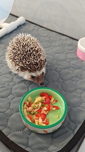 Полезный перекус ёжика