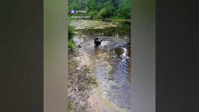 Джерри на лесном пруду!