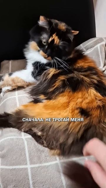 Кошки и женщины #кошка