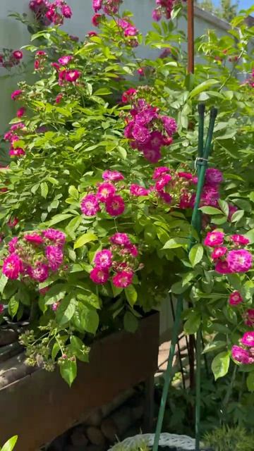 Перенниал Блю 🌺5 июня🌺