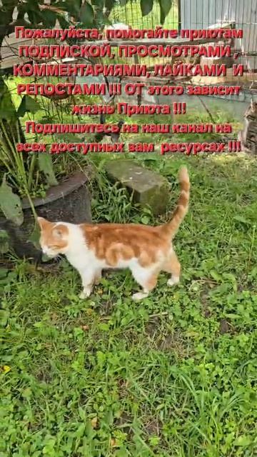 Помогайте приютам...
