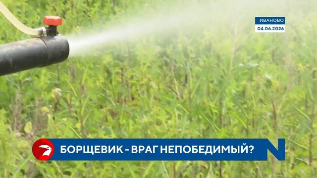 Ядовитый агрессор наступает: в Иванове нашли около 60 очагов борщевика