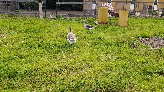 Дурная затея выпускать гусей 🪿 и уток 🦆 вместе на прогулку