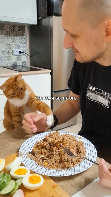 Разговаривать с котом #кот