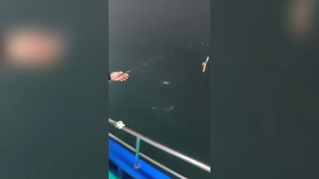 Кальмарный воблер Parrot (100 мм, 27 гр) от Mr. Musurok🔥