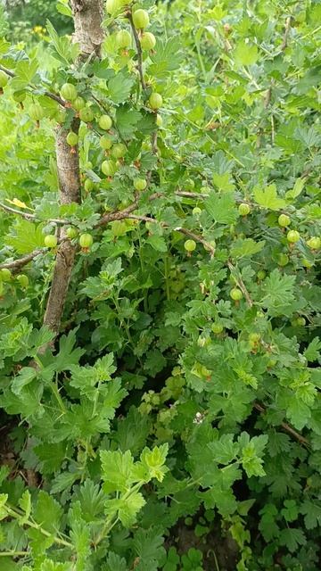 саженцы кустарники урожай крыжовника