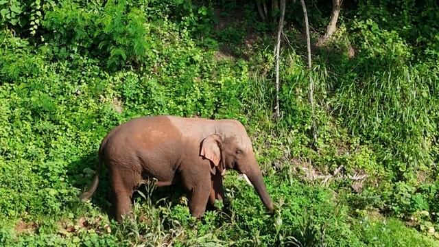 🐘Слоны провинции Юньнань спасаются от жары