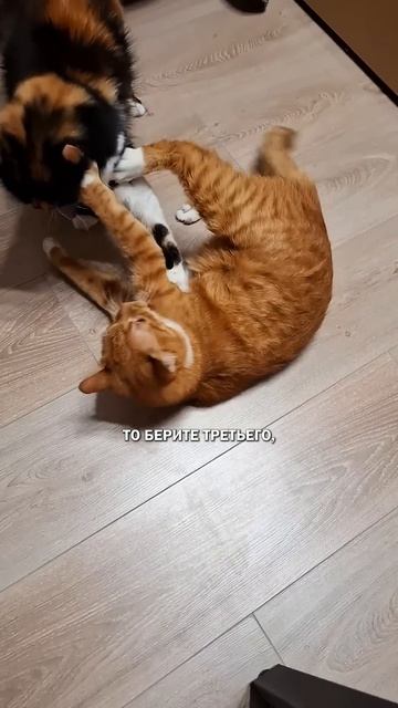 Ласковый кот #кот