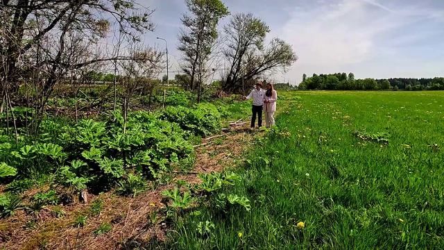 Борьба с борщевиком Сосновского в Тверской области продолжается