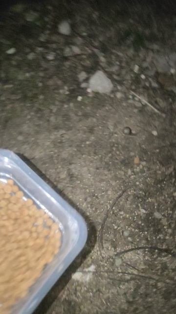 Ночные вкусняшки.