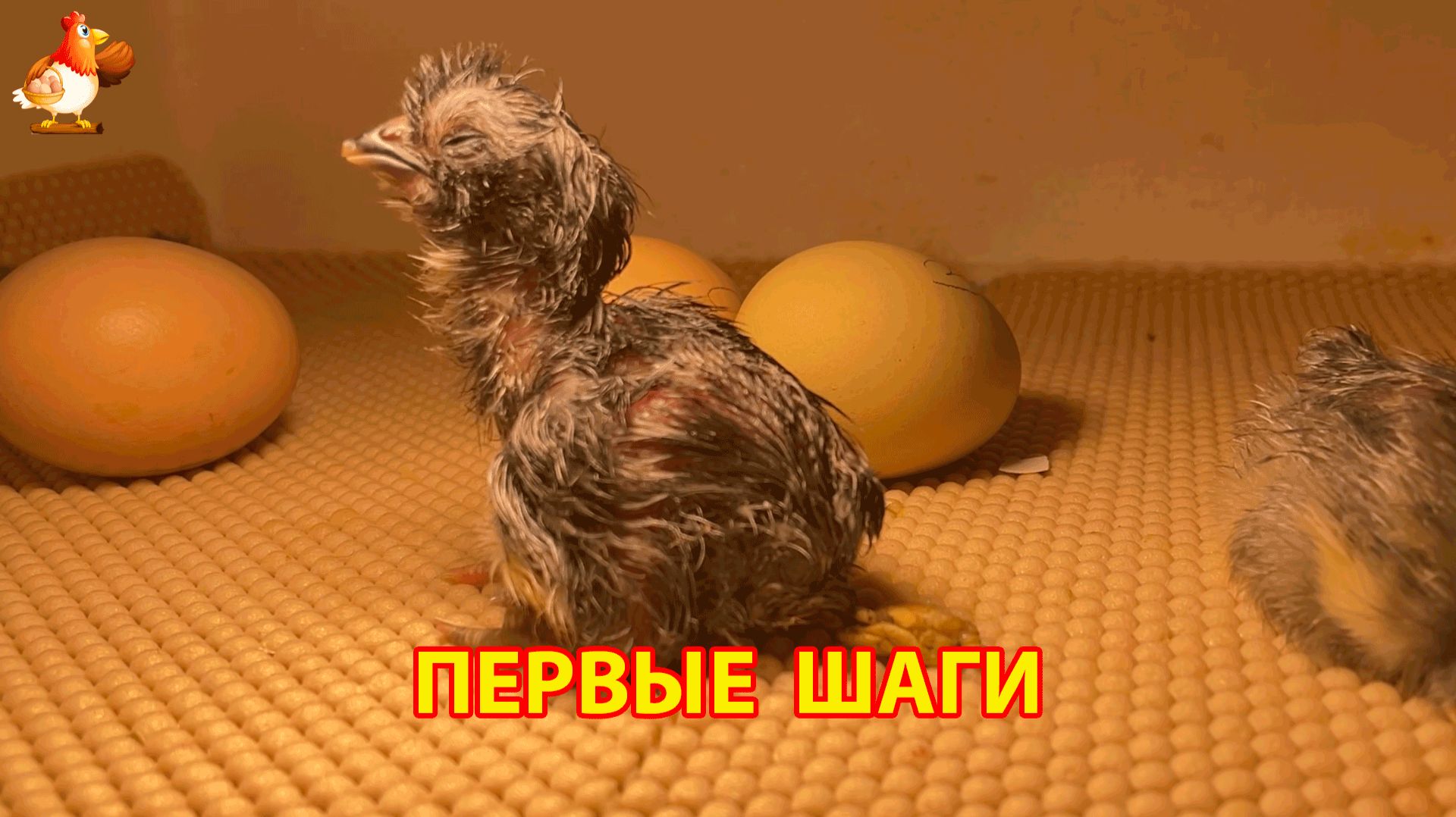 3 серых цыплёнка Амераукана обсыхают в инкубаторе и учатся ходить