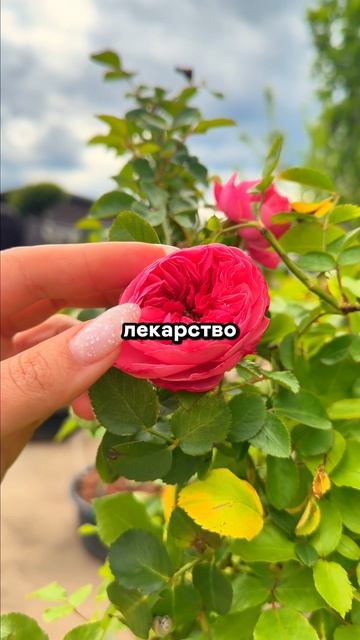 А вы тоже “зависимы”?  Если да - ставьте 🌸  в комментариях