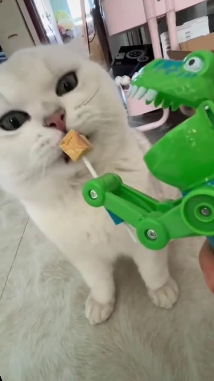 Oбычные будни котов