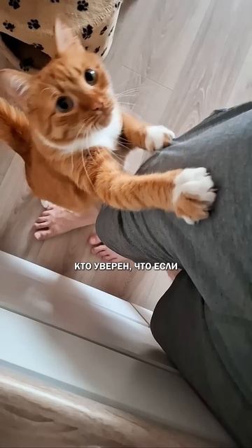 Готовка с котом #коты