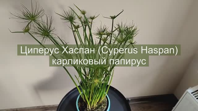 Циперус Хаспан (Cyperus Haspan) - карликовый папирус