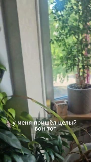 Растения после переудобрения — Психолог Александра Боровикова
