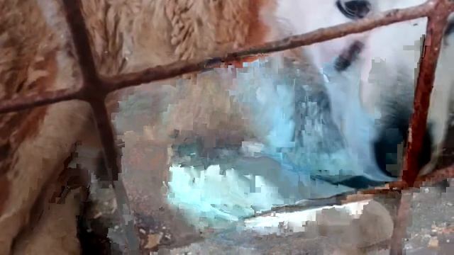 Уфа, Башкирия
Попали в отлов вот  такие собаки!😰Добрые и ласковые 
Пожалуйста, сделайте репост🙏