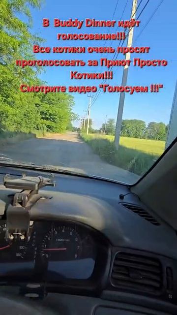 У собачек