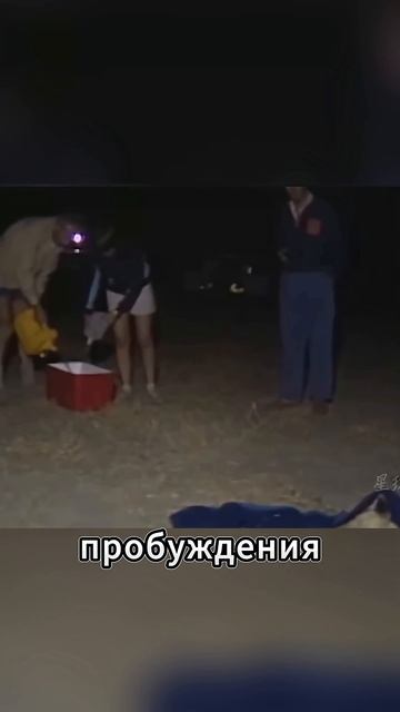 Львица была при смерти… Спасение изменило всё
