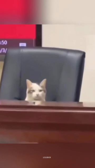 Classroom Troublemakers, Mischievous Cats & The Weirdest Cat Sounds Ever