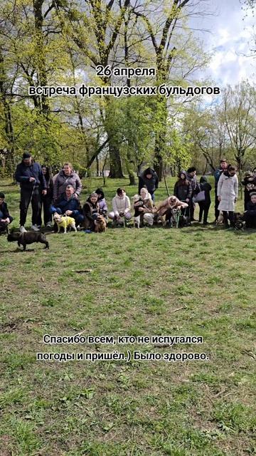 Встреча французских бульдогов в Калининграде