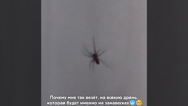 Я вообще случайно жука увидел на занавеске (Вот так вот и спи в деревнях, всякая дрянь вокруге)