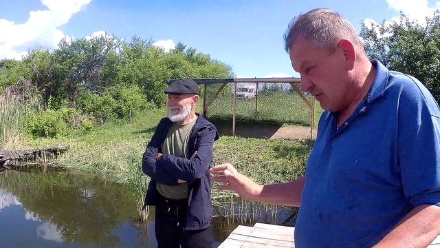 Зарыбление, запускаем личинку судака в местные пруды.