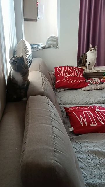 Коты-синхронисты 😂😂😂🐱🐱🐱