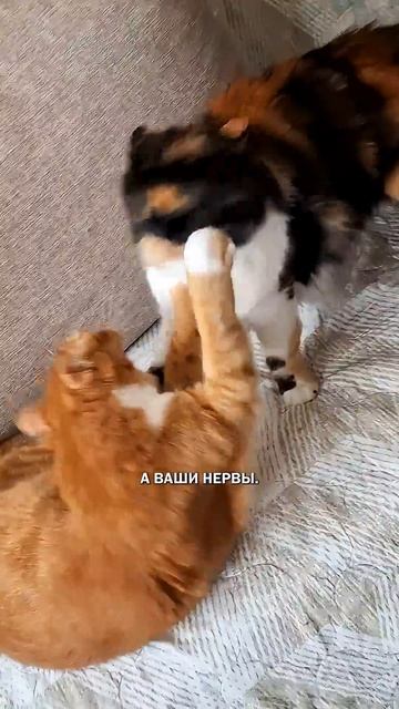 Кот и гости #котыдома