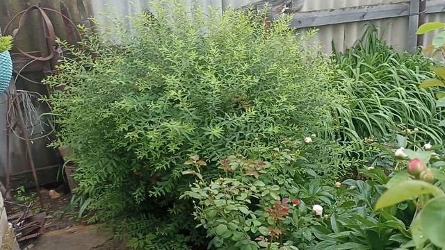 Пионы и клубника- какая красота! 
