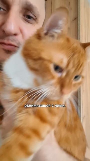 Во сколько обходятся коты #кот