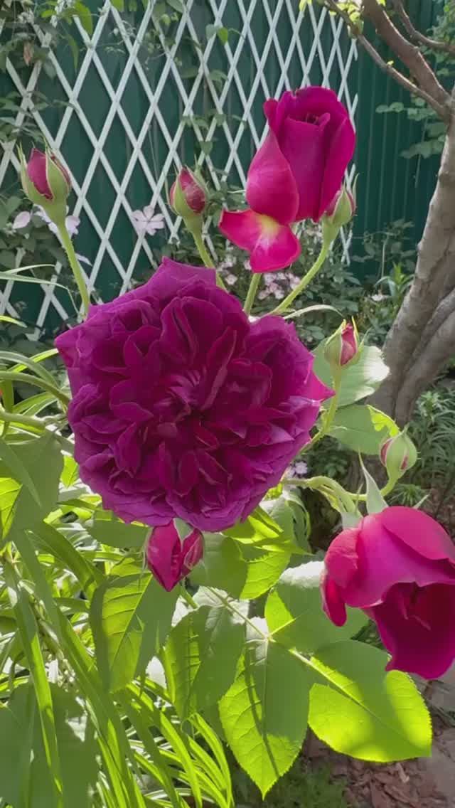 Манстед🌺 Ангела🌸 Айсберг 🕊️