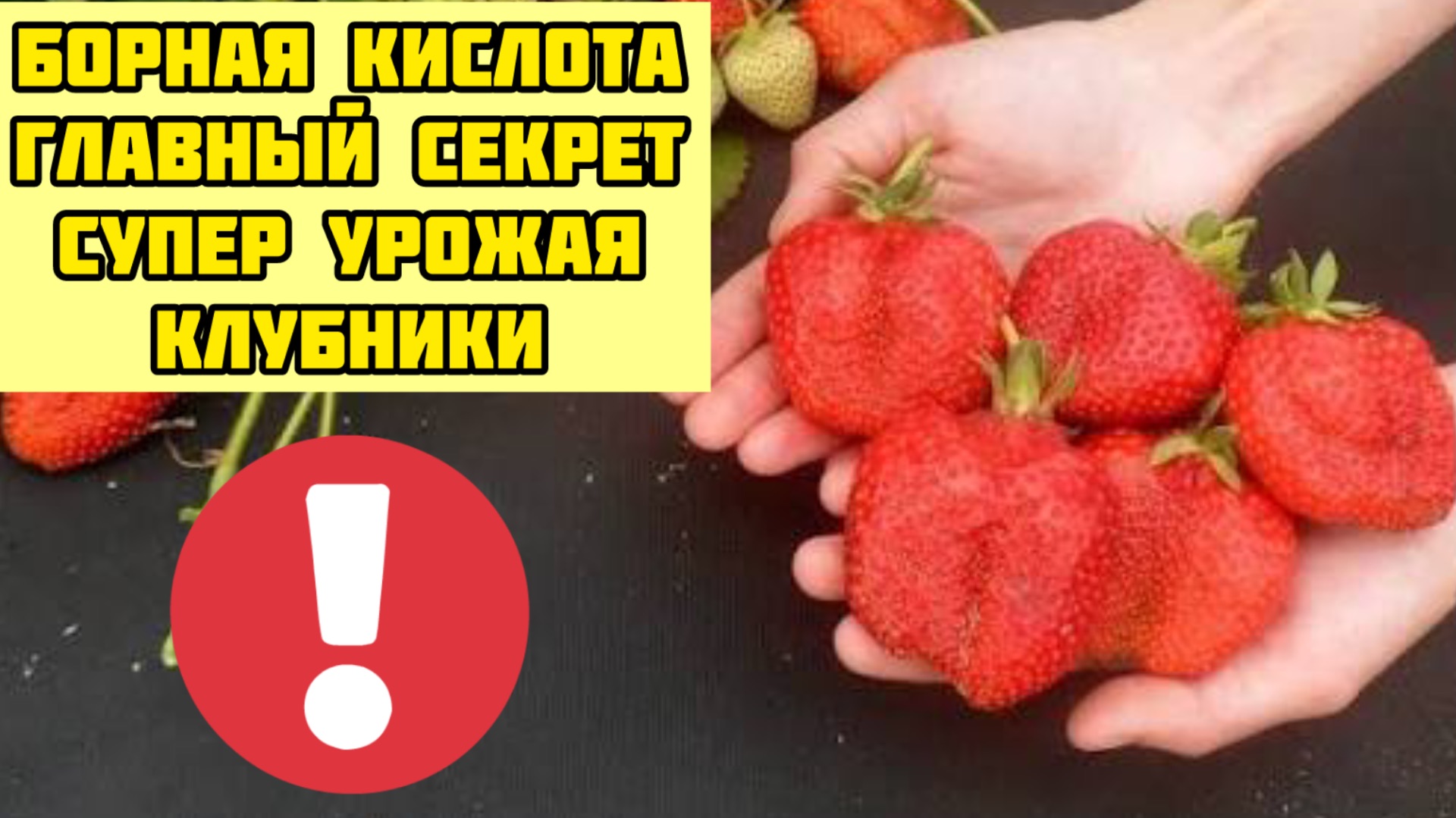 БОРНАЯ КИСЛОТА-ГЛАВНЫЙ СЕКРЕТ СУПЕР УРОЖАЯ КЛУБНИКИ! Уход во время цветения!